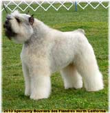 SITE WEB ELEVAGE DU CLOS DE LA LUETTE SPECIALISE POUR LE BOUVIER DES FLANDRES © COPYRIGHT DEPOSE